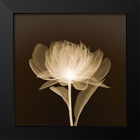 Full Bloom (sepia) Black Modern Wood Framed Art Print by Anonymous