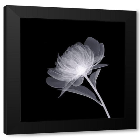 Full Bloom Black Modern Wood Framed Art Print with Double Matting by Anonymous