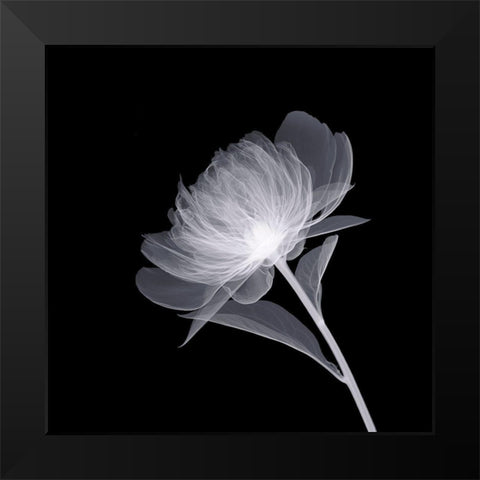 Full Bloom Black Modern Wood Framed Art Print by Anonymous