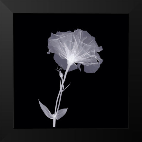 Bud in Bloom Black Modern Wood Framed Art Print by Anonymous