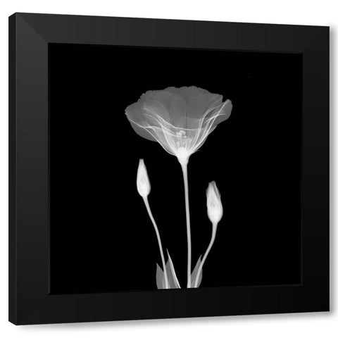 Poppy in Lace Black Modern Wood Framed Art Print with Double Matting by Anonymous