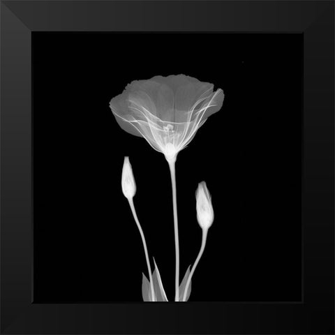 Poppy in Lace Black Modern Wood Framed Art Print by Anonymous