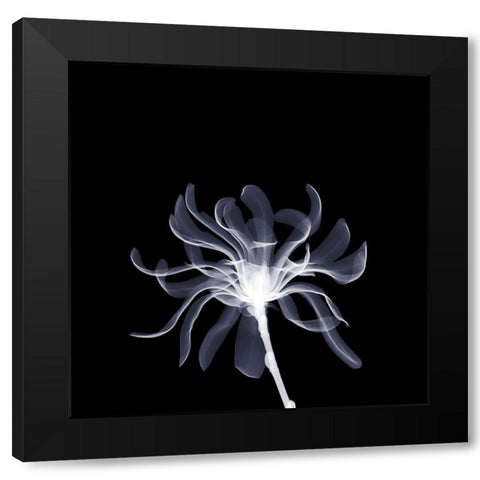 White Ribbons Black Modern Wood Framed Art Print with Double Matting by Anonymous