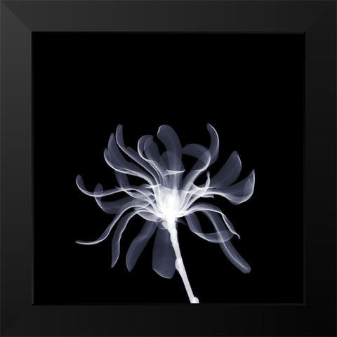 White Ribbons Black Modern Wood Framed Art Print by Anonymous