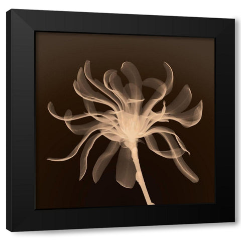 Cinnamon Ribbon (sepia) Black Modern Wood Framed Art Print by Anonymous