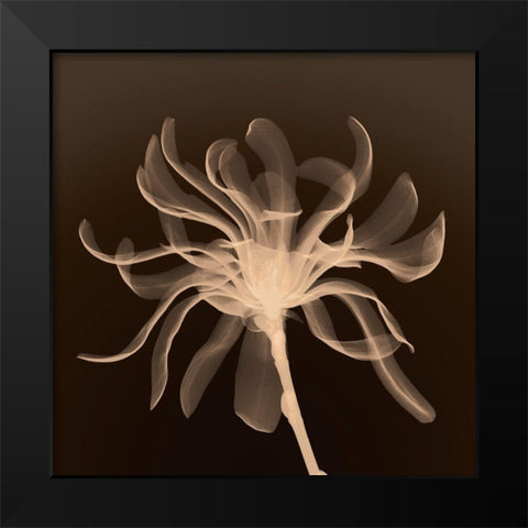 Cinnamon Ribbon (sepia) Black Modern Wood Framed Art Print by Anonymous