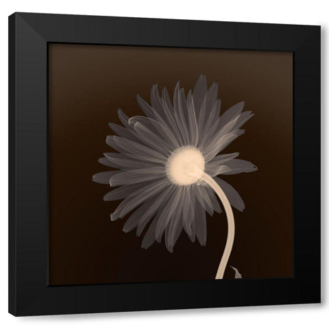 Sunburst Petals (sepia) Black Modern Wood Framed Art Print by Anonymous