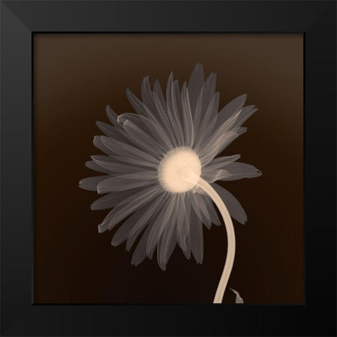Sunburst Petals (sepia) Black Modern Wood Framed Art Print by Anonymous