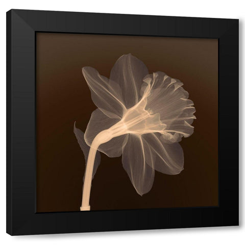 Veiled Blossom (sepia) Black Modern Wood Framed Art Print by Anonymous
