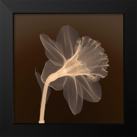 Veiled Blossom (sepia) Black Modern Wood Framed Art Print by Anonymous