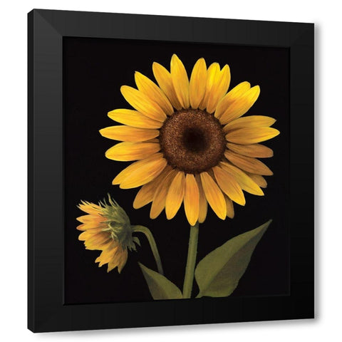 Sunflower II Black Modern Wood Framed Art Print by Unknown