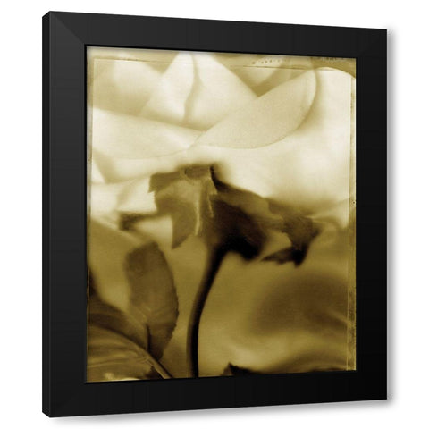 Flower Focus I Black Modern Wood Framed Art Print by Unknown