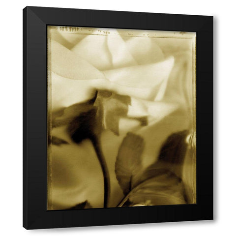 Flower Focus II Black Modern Wood Framed Art Print by Unknown