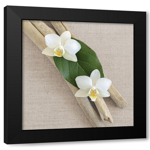 Orchid and Wood Black Modern Wood Framed Art Print with Double Matting by Chatelain, Sonia