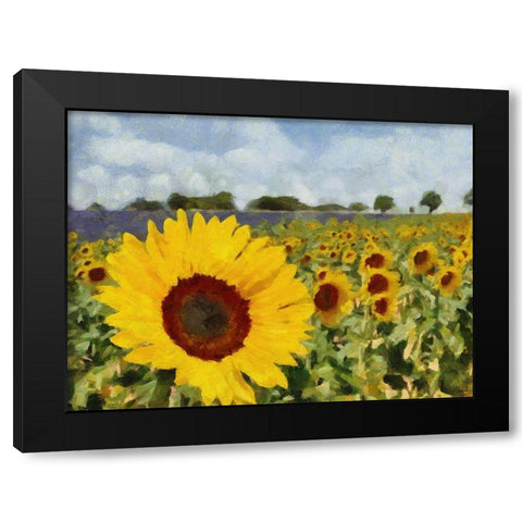Sunflower Field Black Modern Wood Framed Art Print with Double Matting by Medeiros, Celito