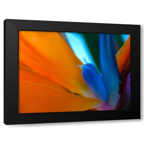 Bird Of Paradise I Black Modern Wood Framed Art Print by Grayscale