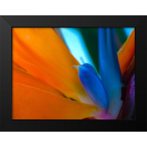 Bird Of Paradise I Black Modern Wood Framed Art Print by Grayscale