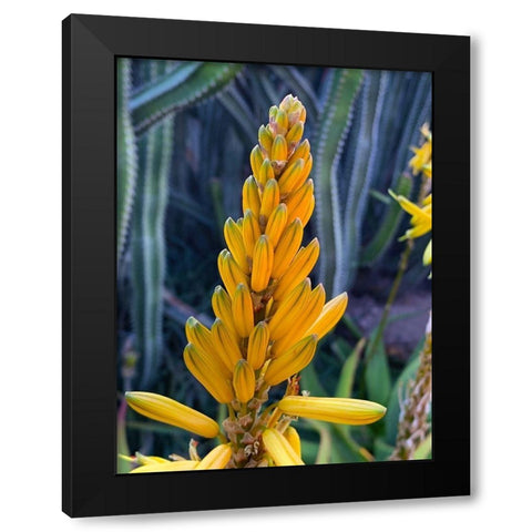 Aloe Blooms II Black Modern Wood Framed Art Print with Double Matting by Grayscale