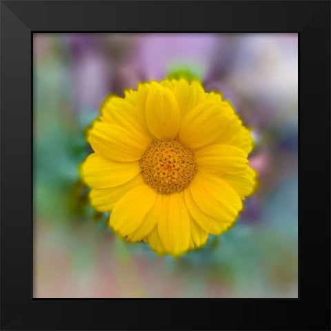 Baby Sunflower Black Modern Wood Framed Art Print by Grayscale