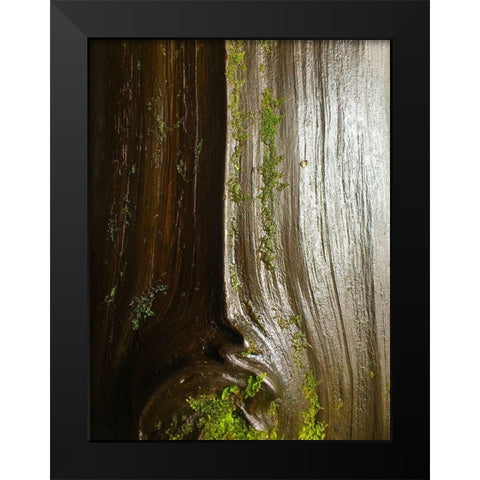 Bark and Moss IV Black Modern Wood Framed Art Print by Grayscale