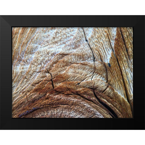 Bark Arc I Black Modern Wood Framed Art Print by Grayscale