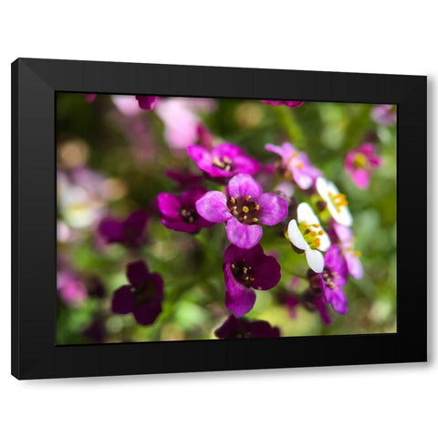 Alyssum I Black Modern Wood Framed Art Print with Double Matting by Grayscale