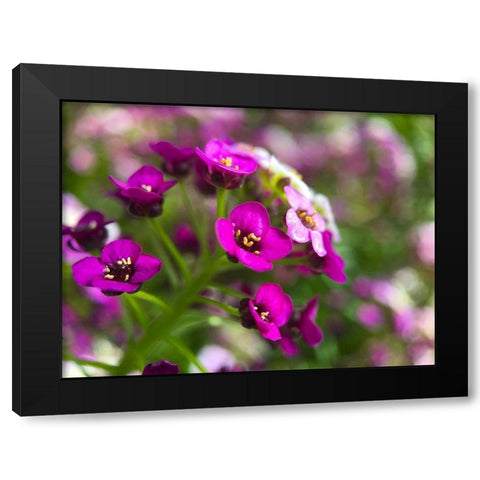 Alyssum II Black Modern Wood Framed Art Print by Grayscale