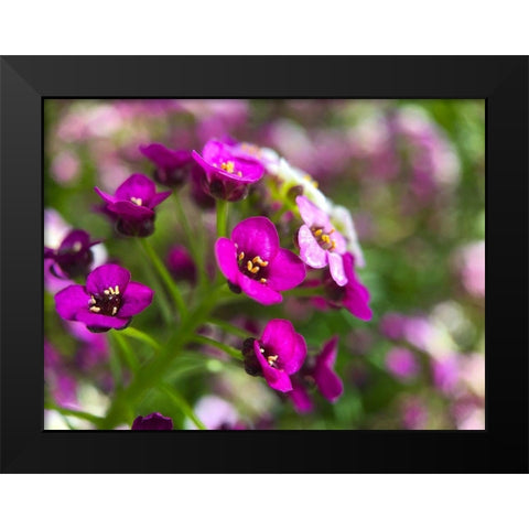 Alyssum II Black Modern Wood Framed Art Print by Grayscale