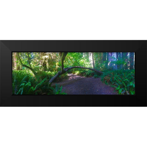 Arch Tree I Black Modern Wood Framed Art Print by Grayscale