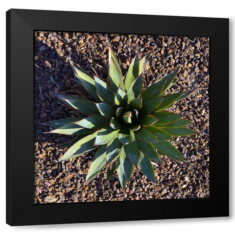 Agave I Black Modern Wood Framed Art Print with Double Matting by Grayscale