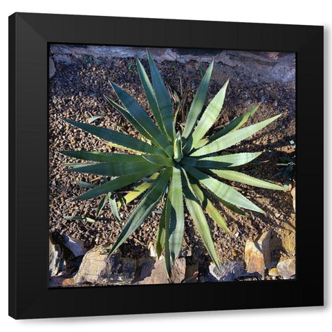 Agave II Black Modern Wood Framed Art Print with Double Matting by Grayscale