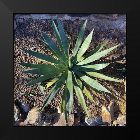 Agave II Black Modern Wood Framed Art Print by Grayscale