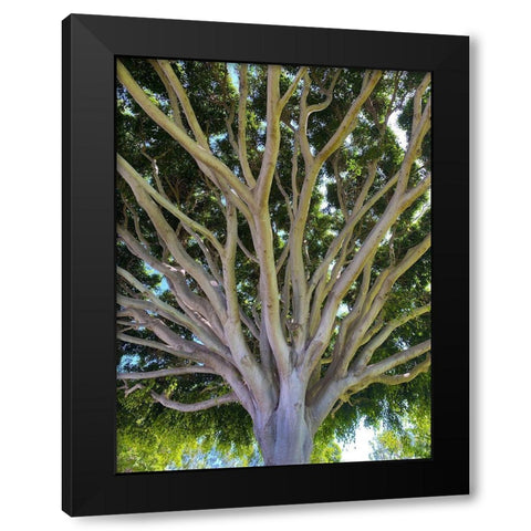 Tree Canopy XIV Black Modern Wood Framed Art Print with Double Matting by Grayscale