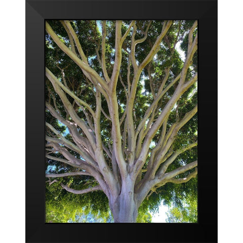 Tree Canopy XIV Black Modern Wood Framed Art Print by Grayscale