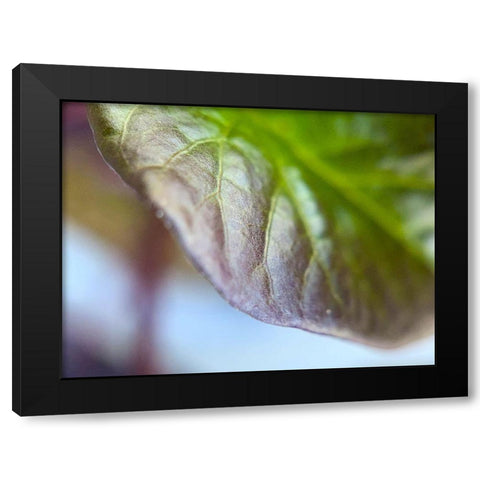 Leaf Edge I Black Modern Wood Framed Art Print with Double Matting by Grayscale
