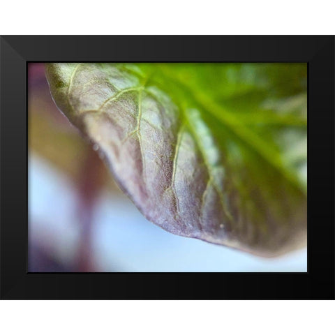Leaf Edge I Black Modern Wood Framed Art Print by Grayscale