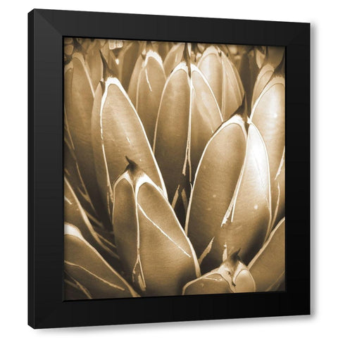 Agave Sepia Black Modern Wood Framed Art Print with Double Matting by Tenoever, William