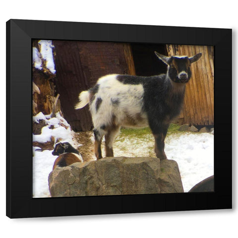 Two Goats Black Modern Wood Framed Art Print by Popcorn
