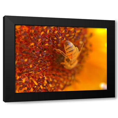 BeeOnSunflower2 Black Modern Wood Framed Art Print by Tenoever, William
