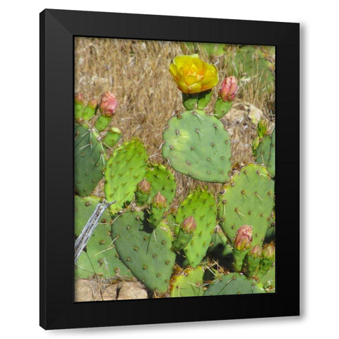 Prickly Pear II Black Modern Wood Framed Art Print with Double Matting by Popcorn