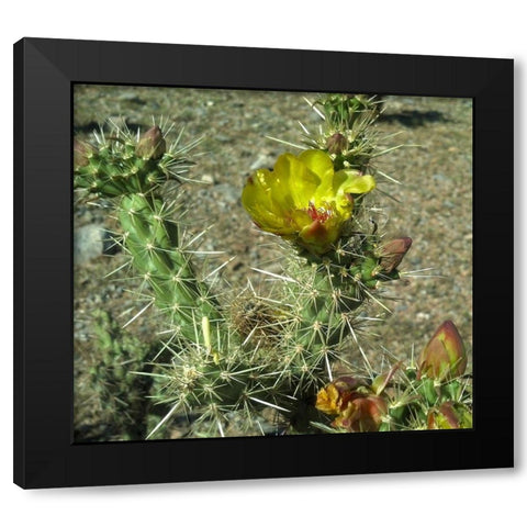 Cholla Bloom II Black Modern Wood Framed Art Print with Double Matting by Popcorn