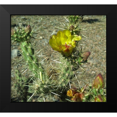 Cholla Bloom II Black Modern Wood Framed Art Print by Popcorn