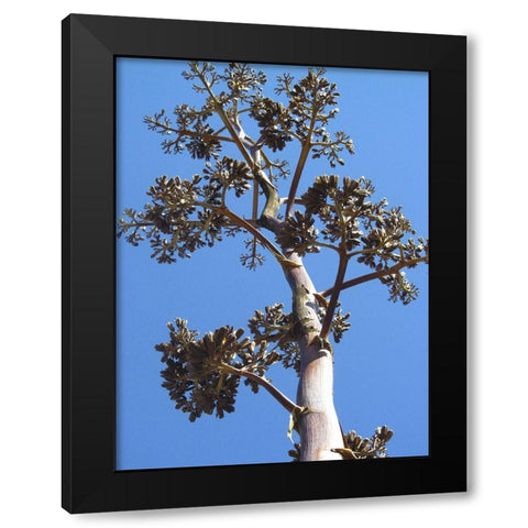 Century Plant I Black Modern Wood Framed Art Print with Double Matting by Popcorn