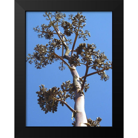 Century Plant I Black Modern Wood Framed Art Print by Popcorn