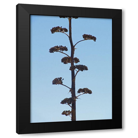 Century Plant II Black Modern Wood Framed Art Print with Double Matting by Popcorn