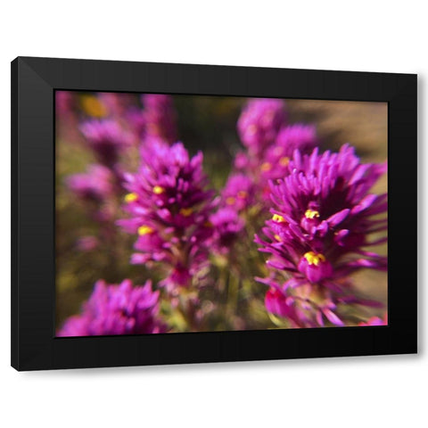Owl Clover II Black Modern Wood Framed Art Print with Double Matting by Popcorn