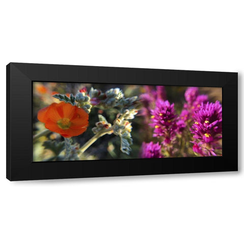 Wildflowers XIII, Collage Black Modern Wood Framed Art Print with Double Matting by Popcorn