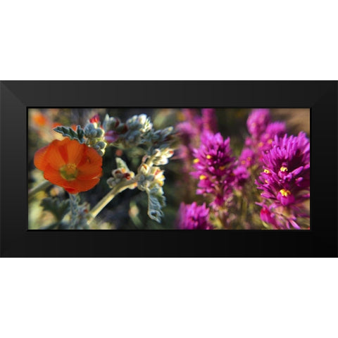 Wildflowers XIII, Collage Black Modern Wood Framed Art Print by Popcorn