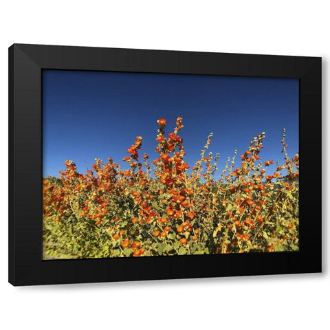 Wildflowers XXIII Black Modern Wood Framed Art Print by Popcorn