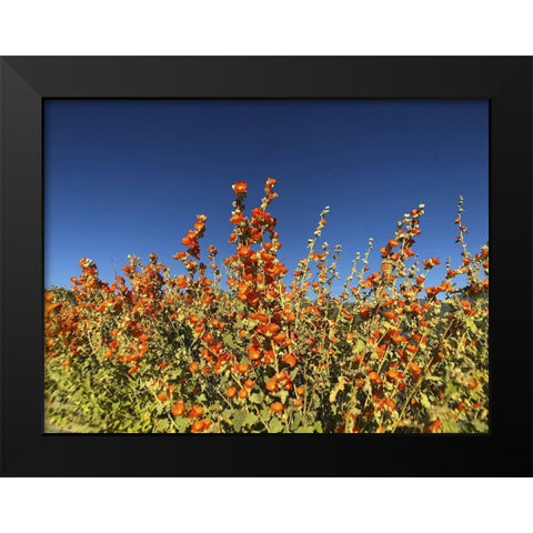 Wildflowers XXIII Black Modern Wood Framed Art Print by Popcorn